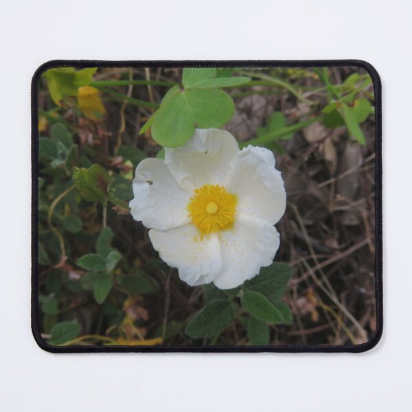 Item preview, Wild White Rockrose Flower (Cistus Albidus) in Spring Bloom designed and sold by Reverso Premium.