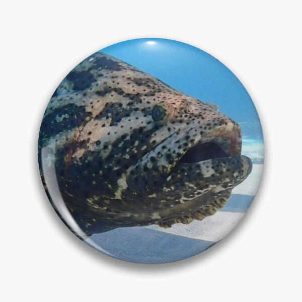 Item preview, Goliath Grouper designed and sold by SeeThemClearly.