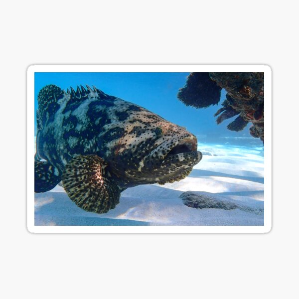 Item preview, Goliath Grouper designed and sold by SeeThemClearly.