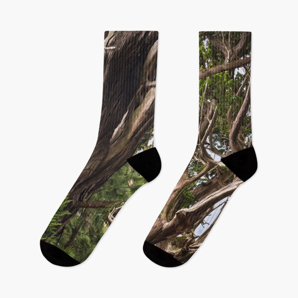 Item preview, Canopy of Ancient Junipers of Cape Osezaki, Japan designed and sold by Pix4Japan.