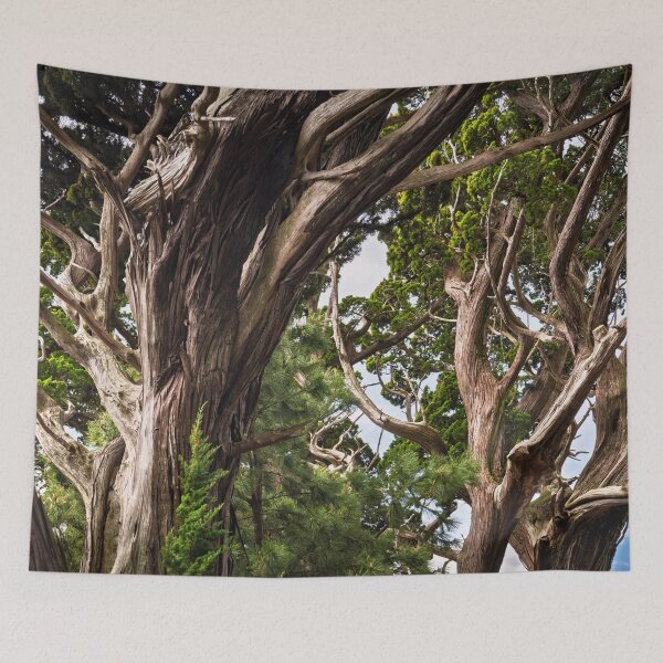 Item preview, Canopy of Ancient Junipers of Cape Osezaki, Japan designed and sold by Pix4Japan.