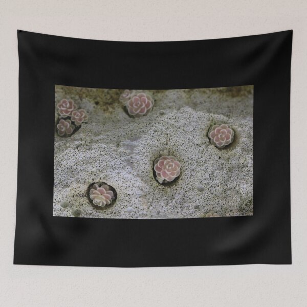 Item preview, Art by Mike Photography Photo Stone with mosses and lichens, weathered designed and sold by allartbymike.