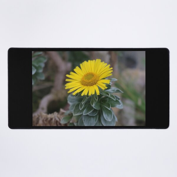 Item preview, Art by Mike Photography Photo Botany Flowers Nature Photography Leaves designed and sold by allartbymike.