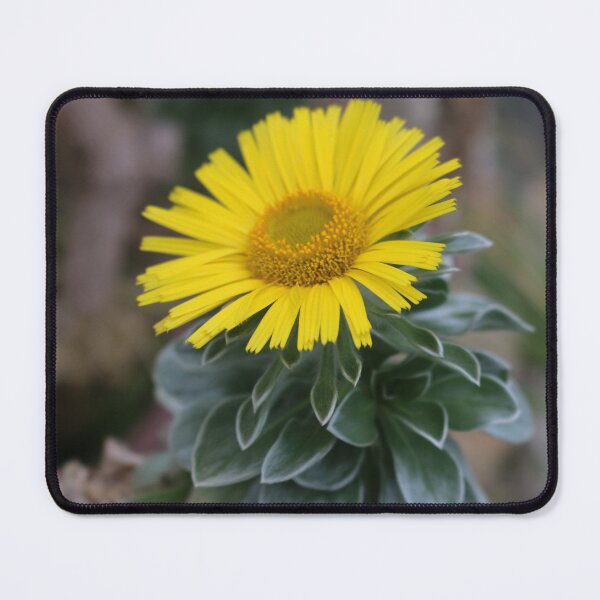 Item preview, Art by Mike Photography Photo Botany Flowers Nature Photography Leaves designed and sold by allartbymike.