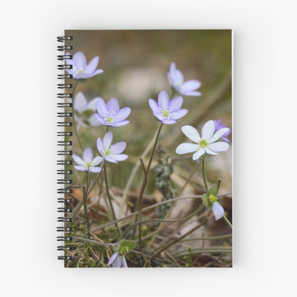 Item preview, Variations of Hepatica designed and sold by Jouko Lehto Photography.