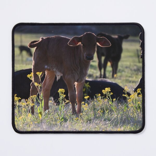 Item preview, Calf designed and sold by CircleSRanch.