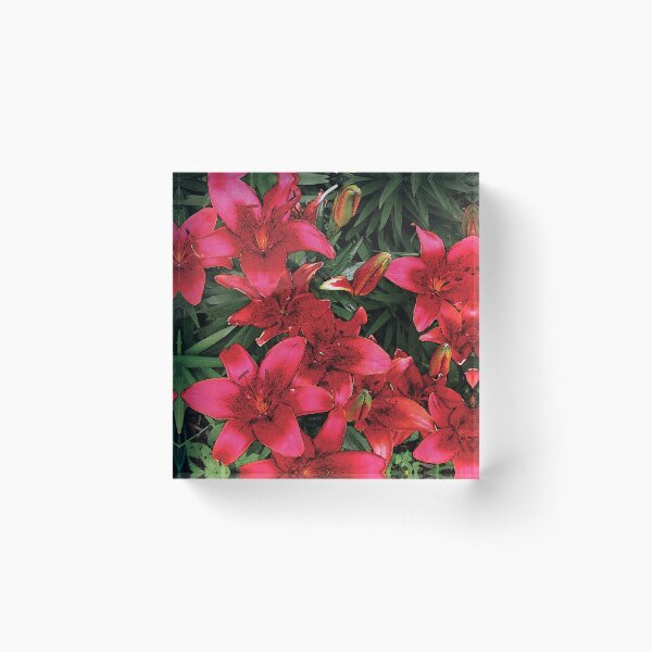 Aperçu de l'œuvre Beautiful Bloom Red Spring Lilies Water Color créée et vendue par Here's To Endless Possibilities.