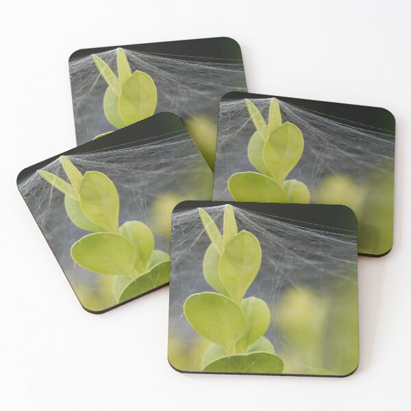 Item preview, Plant under spider web designed and sold by beatbieri.ch.