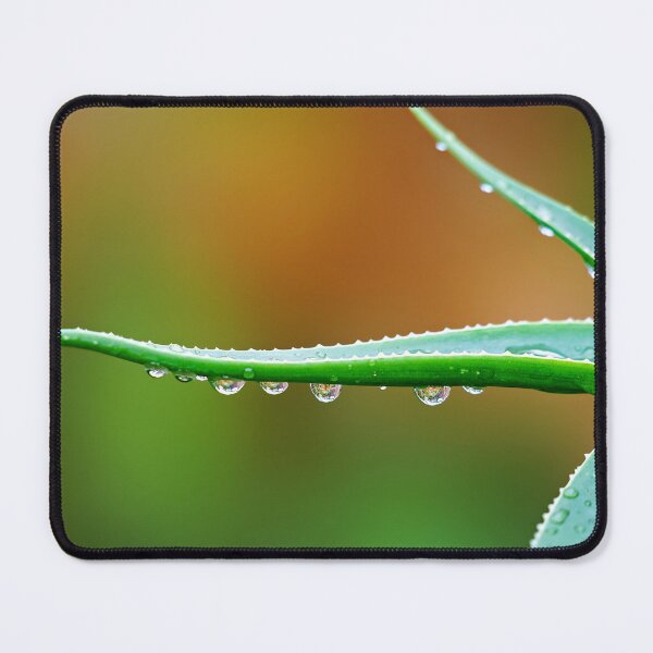 Item preview, Water pearls on aloe vera – freshness, structure and natural detail designed and sold by beatbieri.ch.