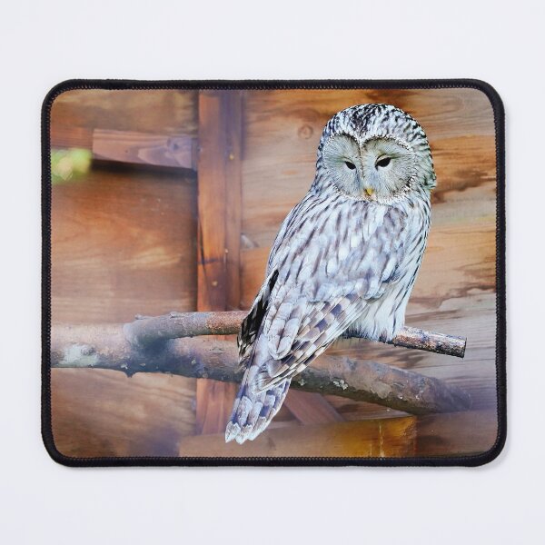 Item preview, Ural Owl – Expressive portrait of a rare owl designed and sold by beatbieri.ch.