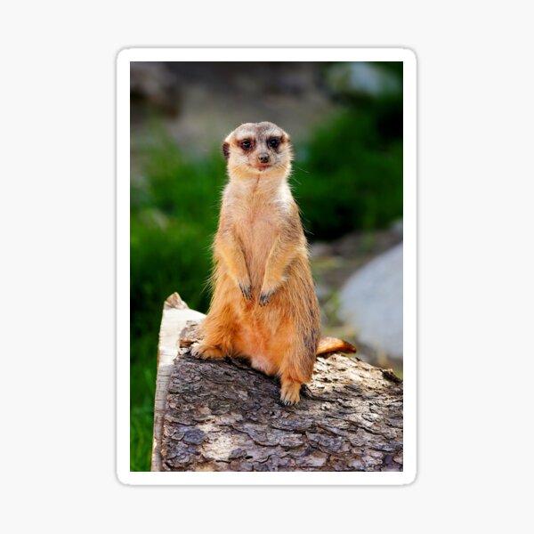 Item preview, Meerkat – Attentive guardian of the savannah designed and sold by beatbieri.ch.
