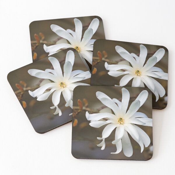 Item preview, Star Magnolia – Delicate blossoms in spring designed and sold by beatbieri.ch.