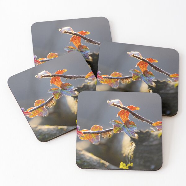 Item preview, Autumnal ivy in the evening sun – warm colors and soft light designed and sold by beatbieri.ch.