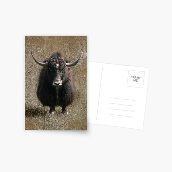 Tibetan Yak Postcard