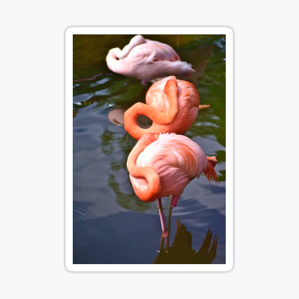 Item preview, Three Amigos designed and sold by MercerImages.