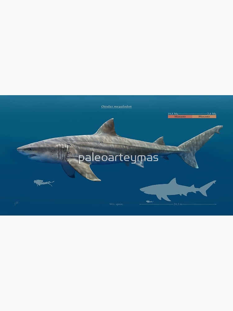 Blue Otodus megalodon, 2025