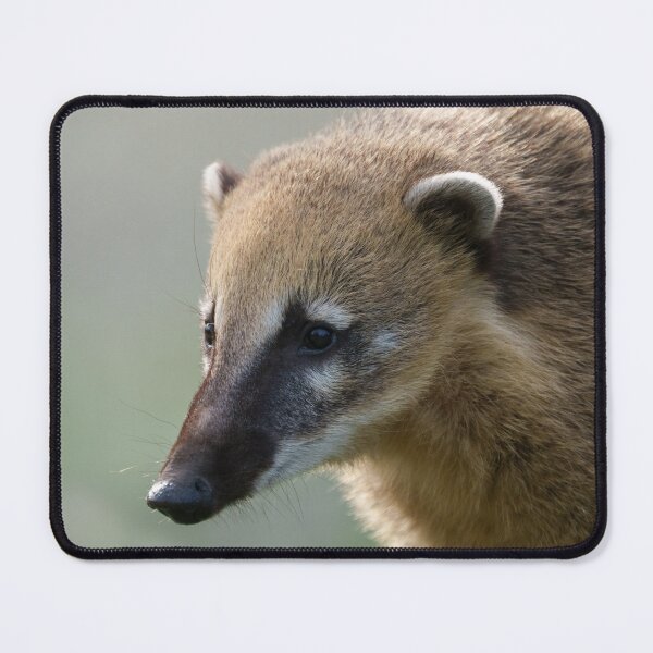 Item preview, Curious Coati Face Close-Up designed and sold by rawshutterbug.