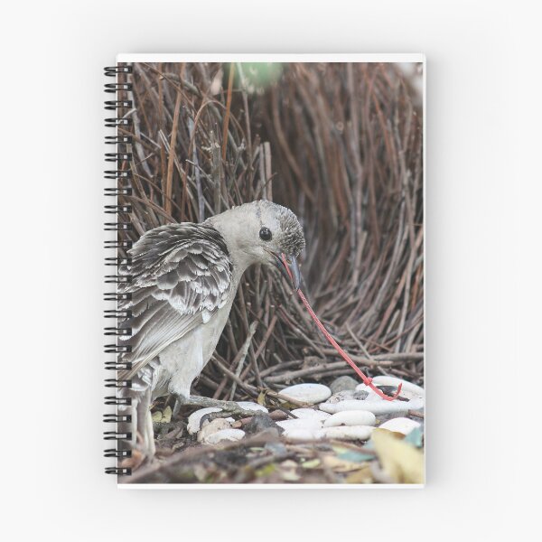 Item preview, Great Bowerbird designed and sold by Black Cat Photography.