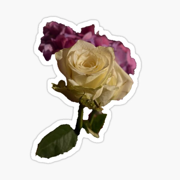 Aperçu de l'œuvre rose blanche créée et vendue par indiafrankk.
