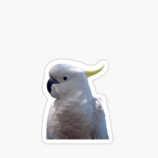 Item preview, Cockatoo portrait with teal background designed and sold by FutyDree.
