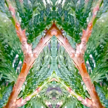 Artwork thumbnail, cedar by InfinitePathArt