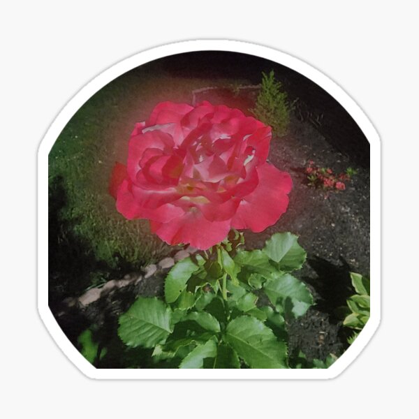Aperçu de l'œuvre Rose de nuit créée et vendue par Doozy103.