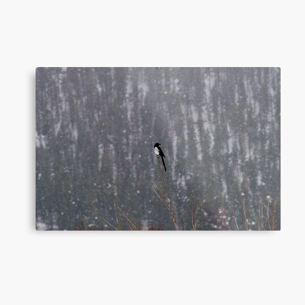 Last Snow of the Season Metal Print