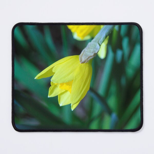 Item preview, Two yellow spring flowers in grass designed and sold by olena2552.