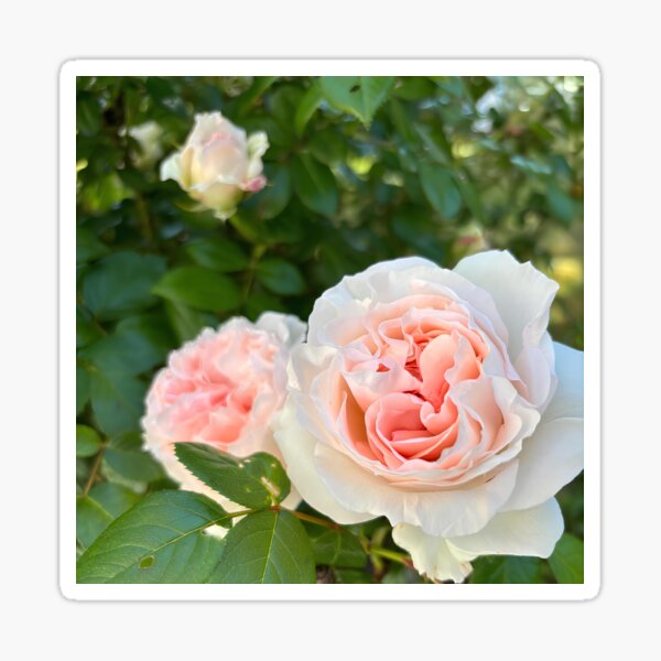 Aperçu de l'œuvre Des roses d'un beau jardin créée et vendue par CreativeClouds7.