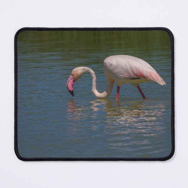 Item preview, Greater Flamingo (Adult) designed and sold by Ralph Goldsmith.