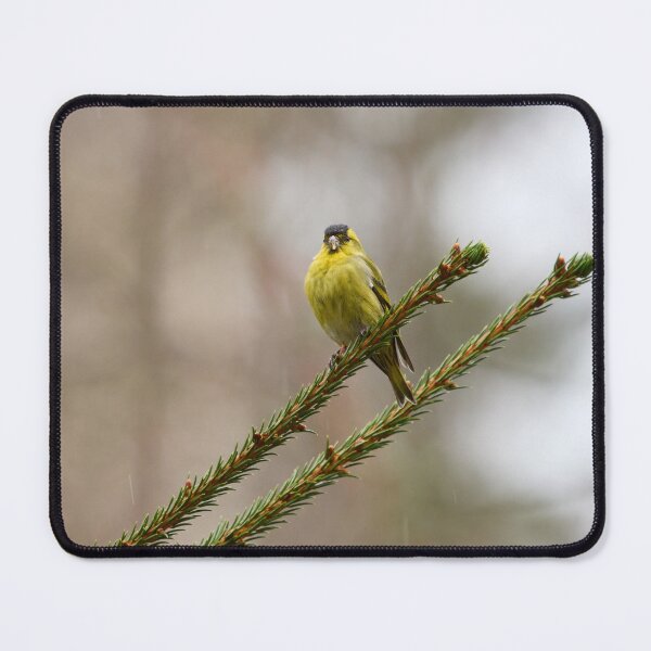Item preview, Bold minimal. Eurasian siskin designed and sold by Jouko Lehto Photography.