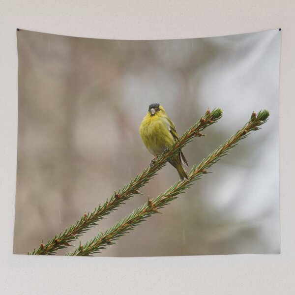 Item preview, Bold minimal. Eurasian siskin designed and sold by Jouko Lehto Photography.