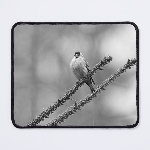 Item preview, Bold minimal. Eurasian siskin bw designed and sold by Jouko Lehto Photography.