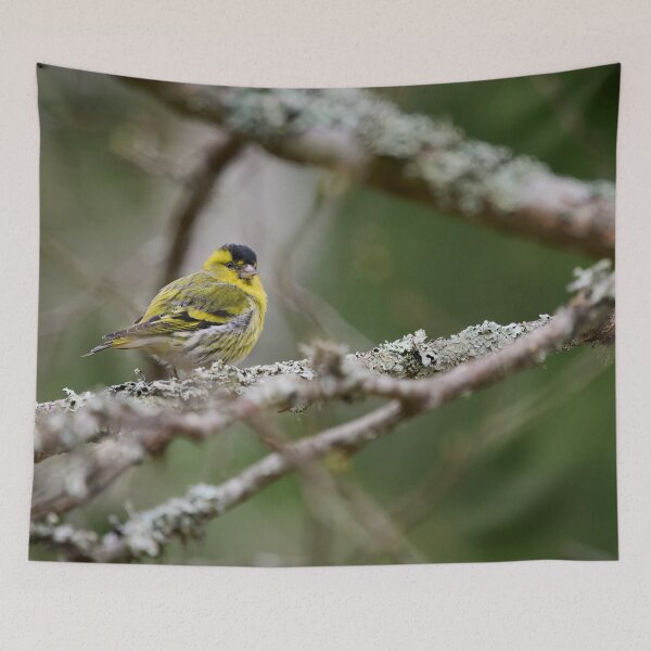 Item preview, Bright male, Eurasian siskin designed and sold by Jouko Lehto Photography.