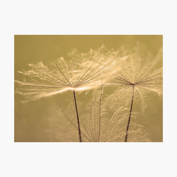 Waiting for the Wind Photographic Print