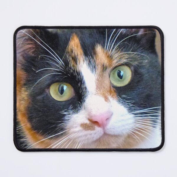 Item preview, Bandit designed and sold by Frankie Cat Photography.