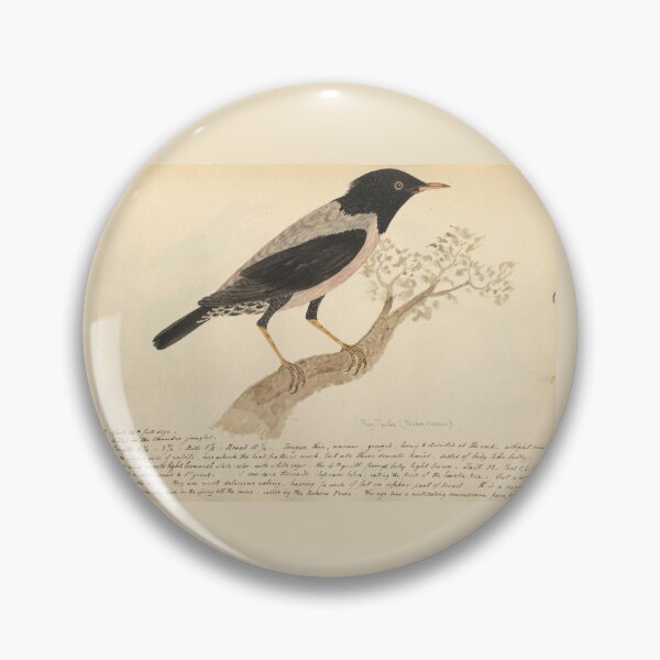 Item preview, Rosy Starling by Frederick John Shore designed and sold by Amanda1775.