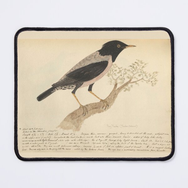 Item preview, Rosy Starling by Frederick John Shore designed and sold by Amanda1775.