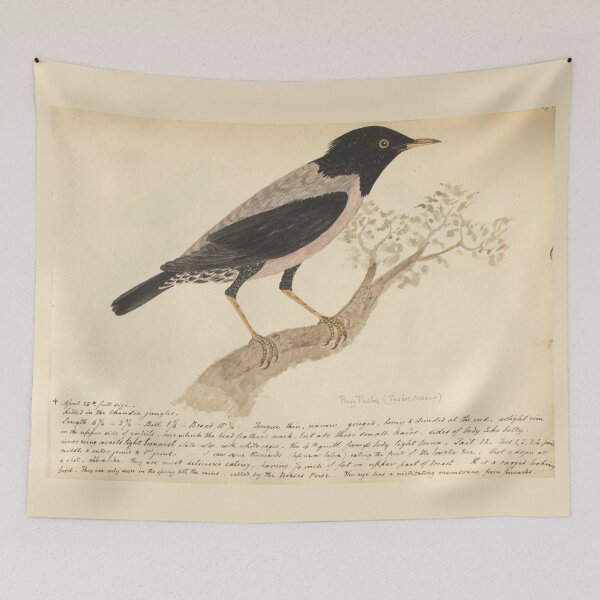 Item preview, Rosy Starling by Frederick John Shore designed and sold by Amanda1775.