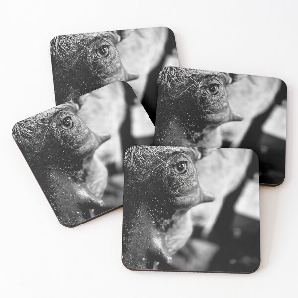 Item preview, Black and White Bull Taxidermy Photography designed and sold by REUP50mm.