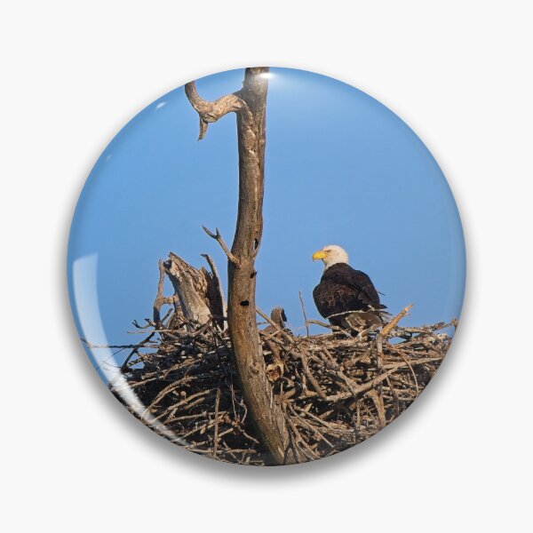 Item preview, Bald Eagle and Eaglet, UW Arboretum, Madison, WI designed and sold by StevenRalserPhoto.