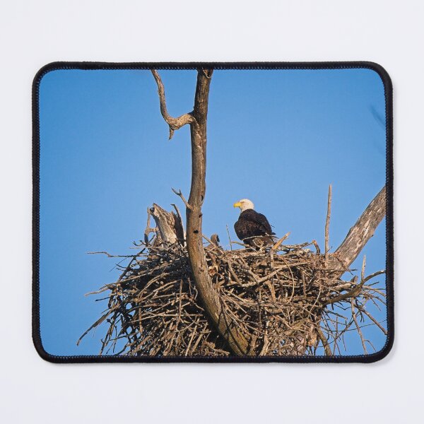 Item preview, Bald Eagle and Eaglet, UW Arboretum, Madison, WI designed and sold by StevenRalserPhoto.