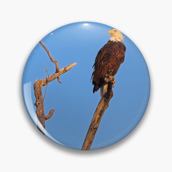 Artikelvorschau, Weißkopfseeadler, UW Arboretum, Madison, WI entworfen und verkauft von StevenRalserPhoto.