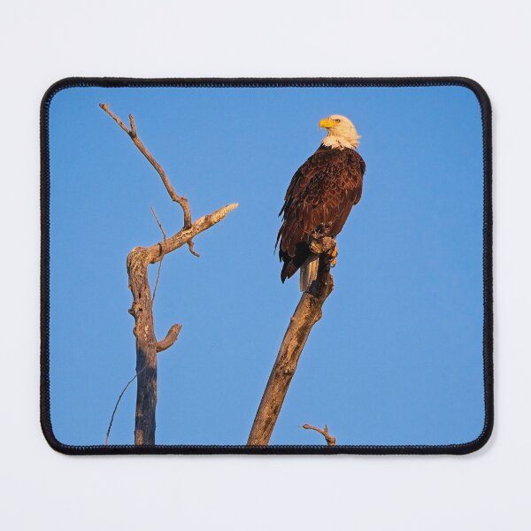 Item preview, Bald Eagle, UW Arboretum, Madison, WI designed and sold by StevenRalserPhoto.