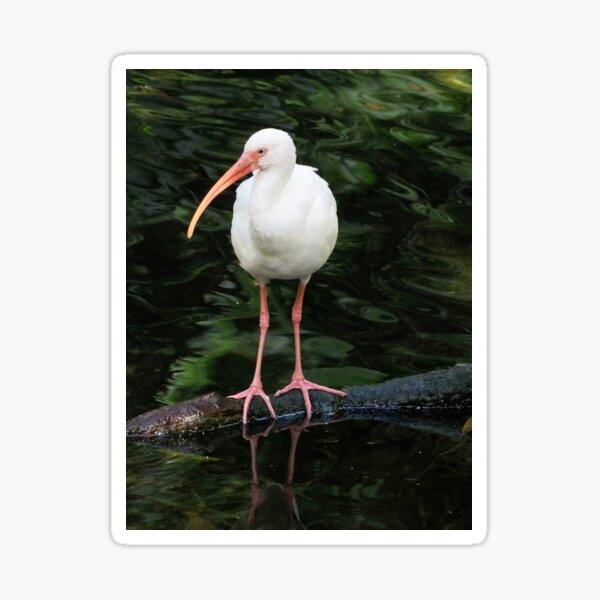 Item preview, Ibis designed and sold by ShutterbugBttns.