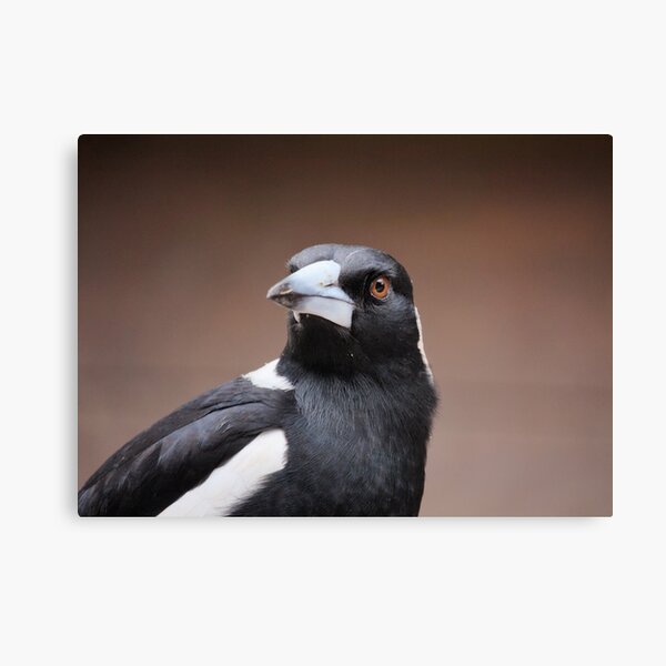 Staring Magpie Canvas Print
