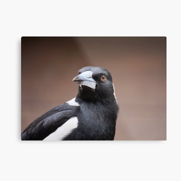 Staring Magpie Metal Print