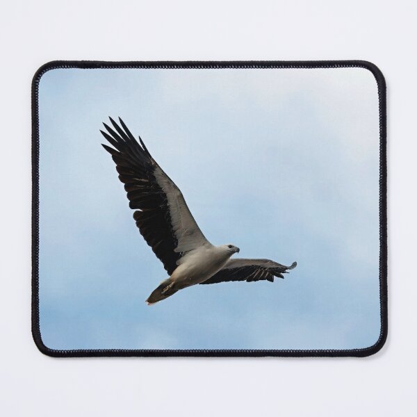 Item preview, White-bellied sea eagle in flight designed and sold by BirdsAlive.