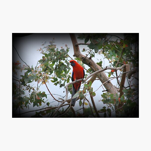 Item preview, Pops Of Red designed and sold by Lorraine McCarthy.