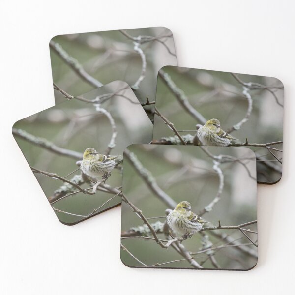 Item preview, The modest one. Eurasian siskin designed and sold by Jouko Lehto Photography.